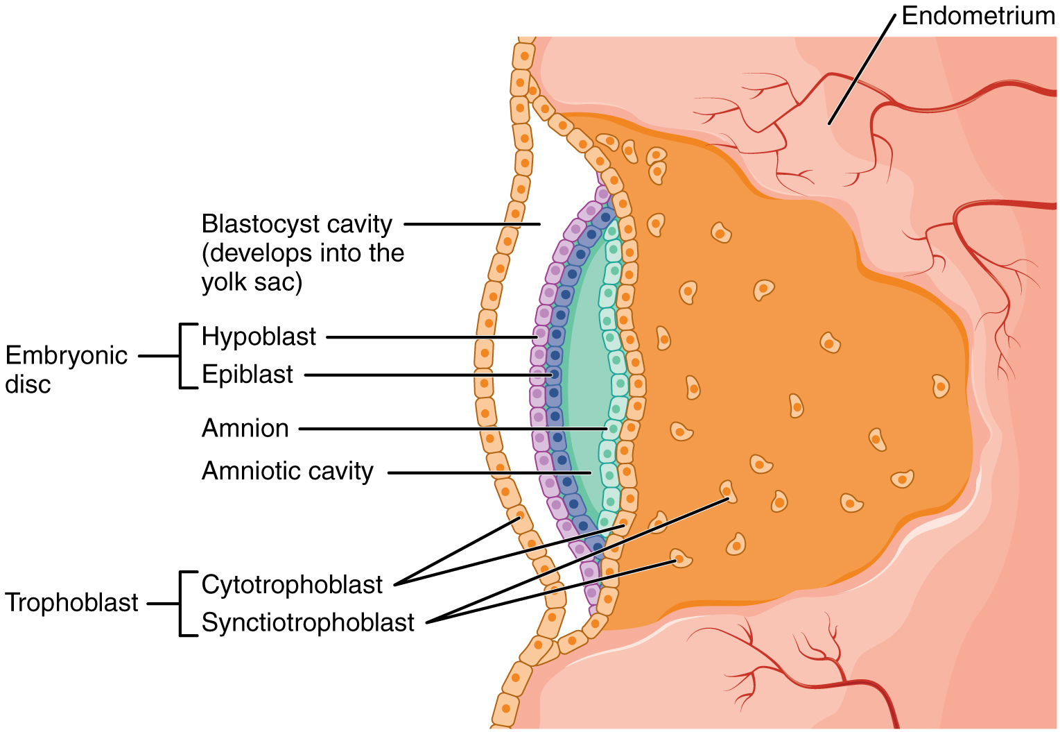 This image shows the development of the amniotic cavity and the location of the embryonic disc.