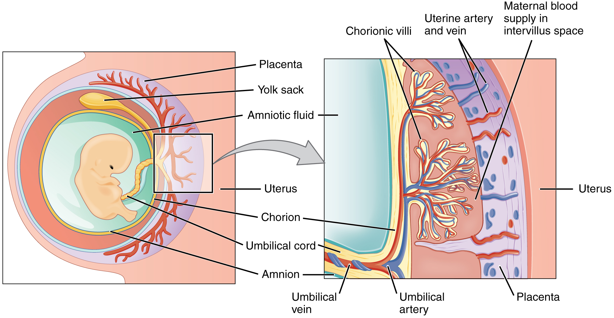 embryonic-development-anatomy-and-physiology