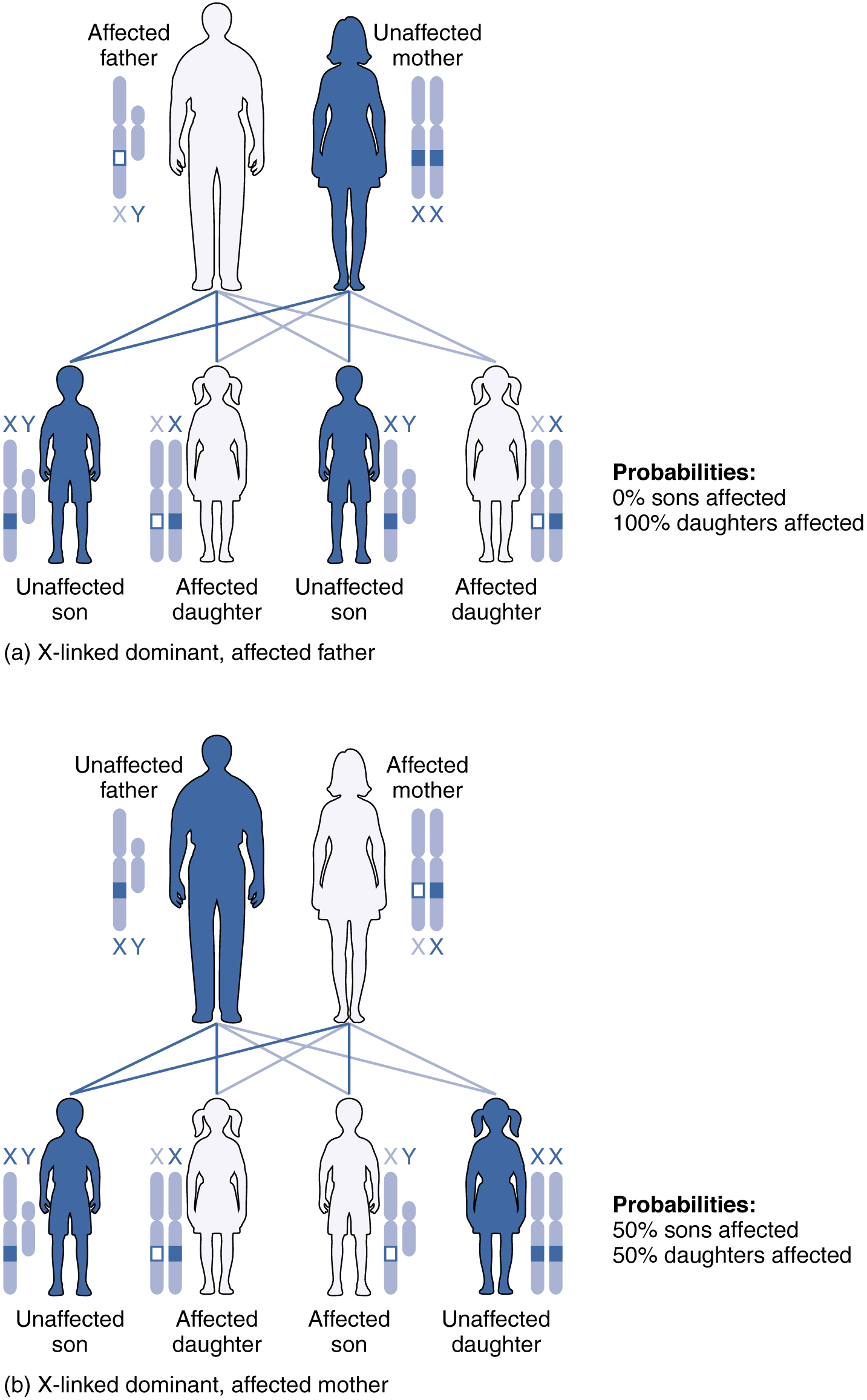 are mother or father genes more dominant
