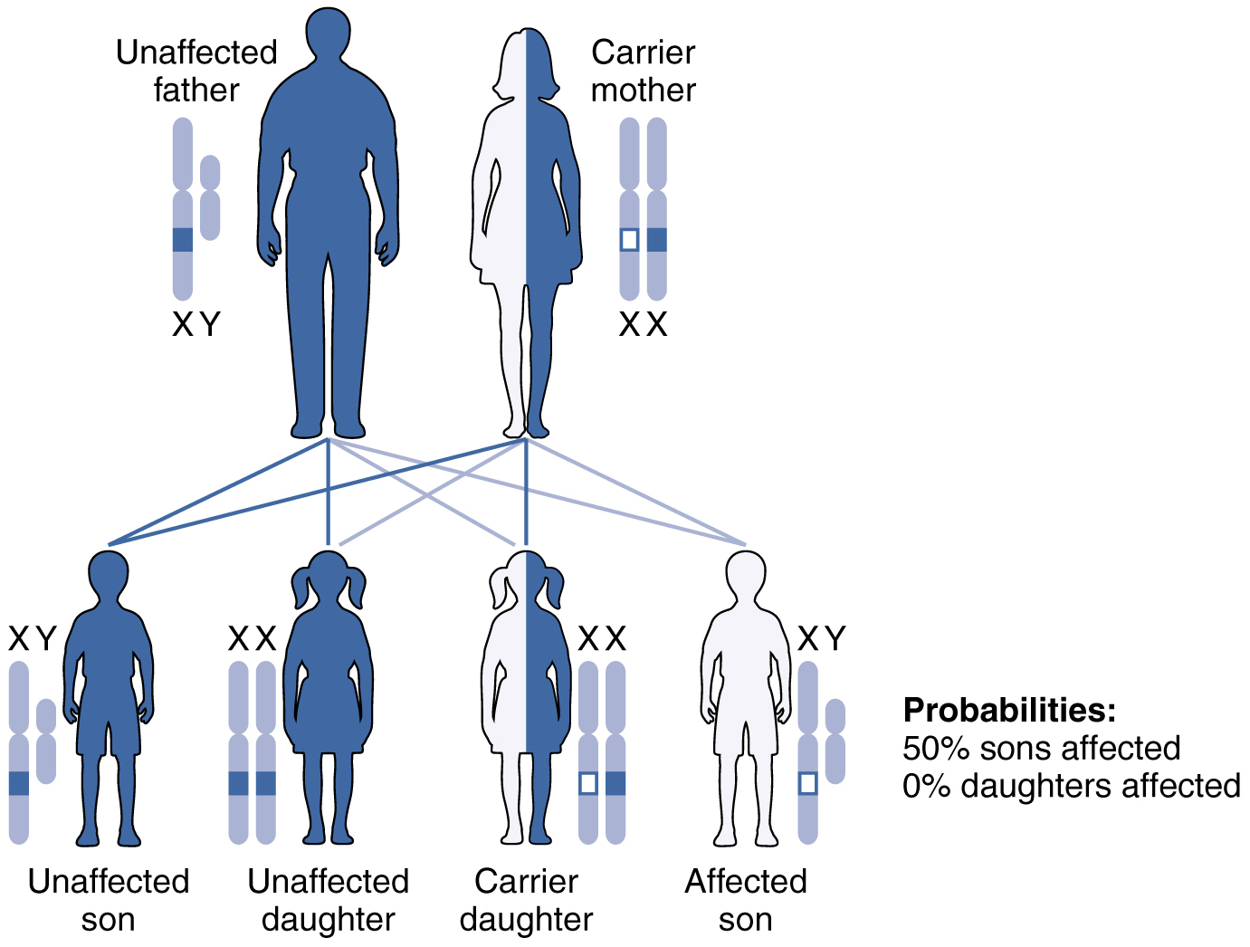 Patterns Of Inheritance · Anatomy And Physiology