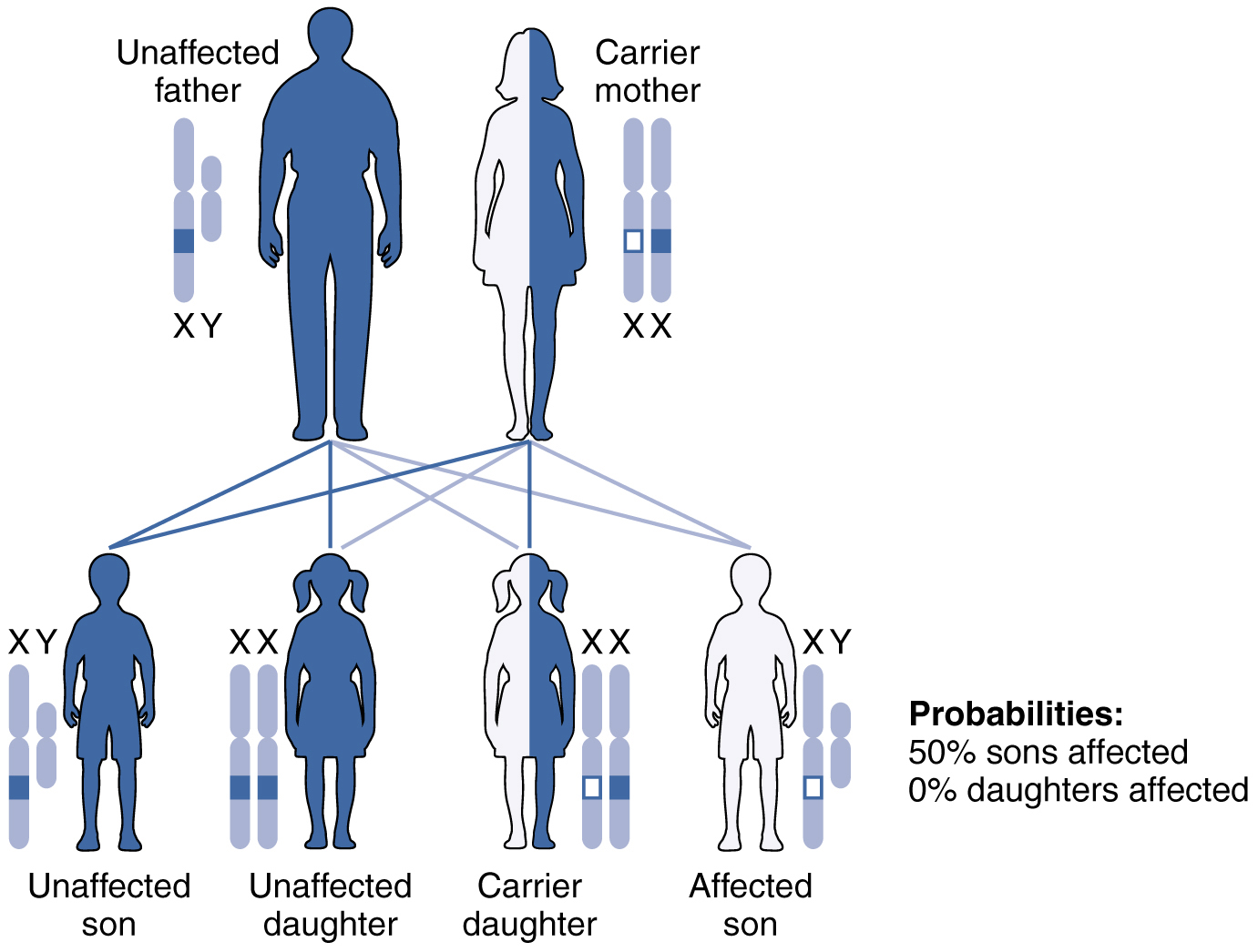 Patterns Of Inheritance · Anatomy And Physiology 6985