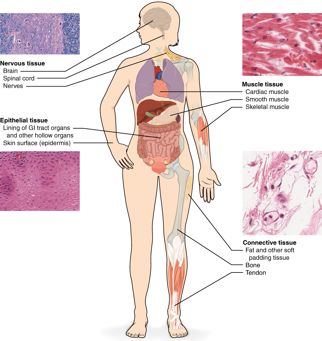 Types of Tissues · Anatomy and Physiology