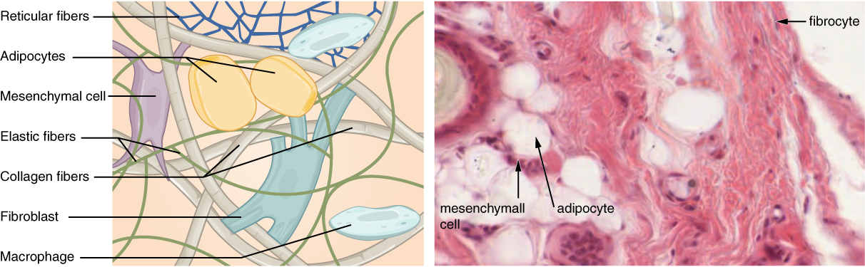 Connective Tissue Supports and Protects · Anatomy and Physiology