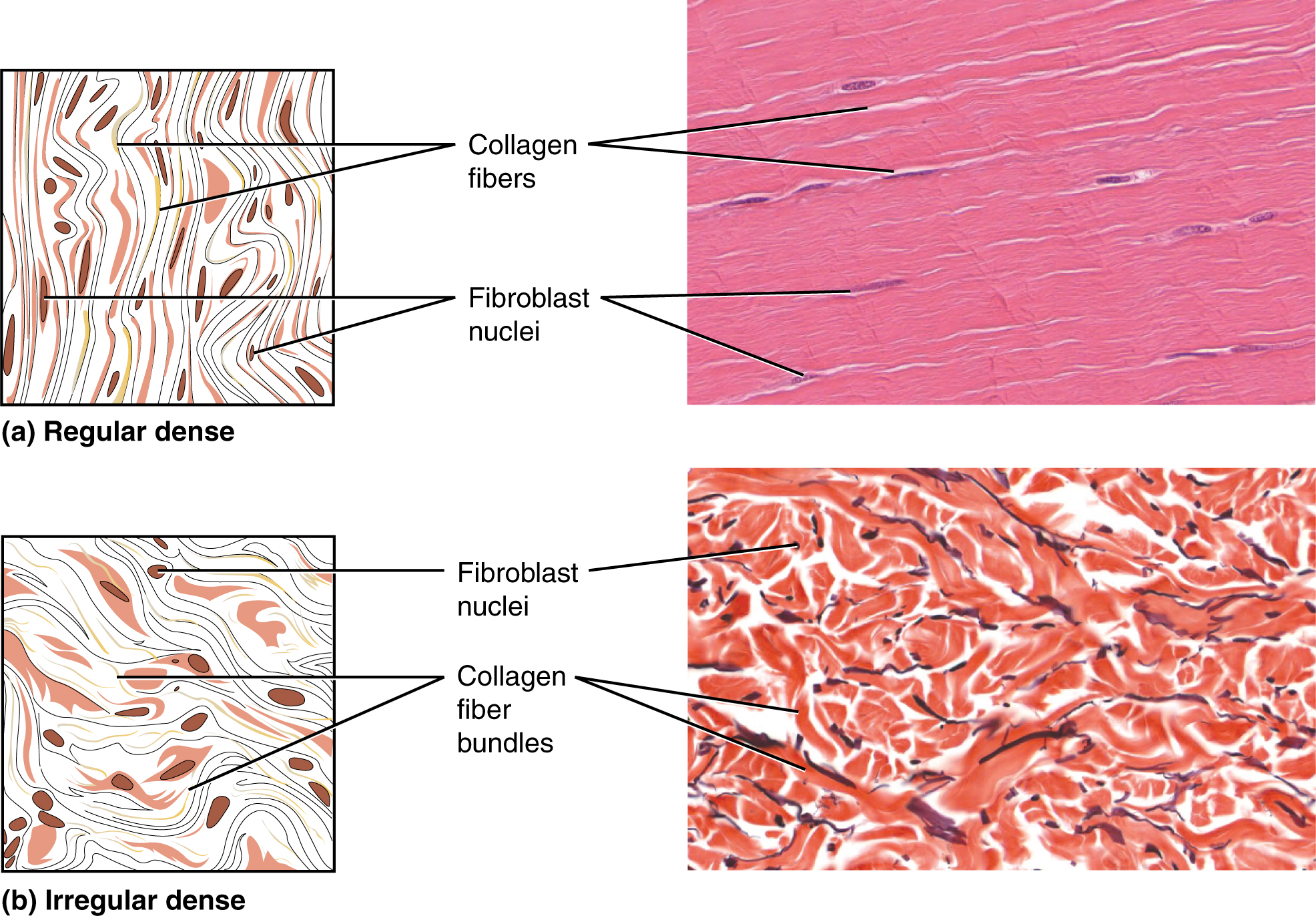 Connective Tissue Supports and Protects · Anatomy and Physiology