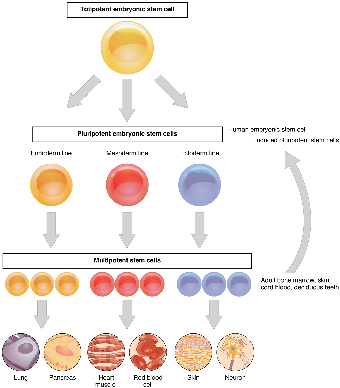 are embryonic stem cells totipotent