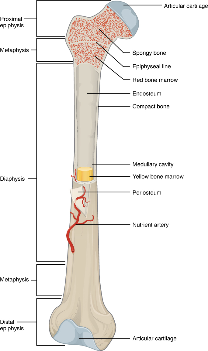 Bone Structure  U00b7 Anatomy And Physiology