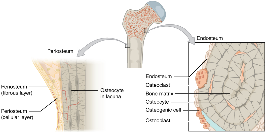 The top of this illustration shows an anterior view of the proximal end of the femur. The top image has two zoom in boxes. The left box is situated on the border between the diaphysis and the metaphysis. Its callout magnifies the periosteum on the right side of the femur. The view shows that the periosteum contains an outer fibrous layer composed of yellow fibers. The inner layer of the periosteum is called the cellular layer, which is composed of irregularly shaped cells. The cellular layer gradually shrinks in width as it transitions from the metaphysis to the diaphysis. A small blood vessel runs through both layers and enters the bone. The right zoom in box magnifies the endosteum on the left side of the bone. The box is situated just inferior to the border between the diaphysis and the metaphysic. It calls out the inner edge of the compact bone layer. The magnified view shows concentric circles of dark colored bone matrix. Between the circles are small cavities containing orange, diamond-shaped cells labeled osteocytes. The left edge of the bone matrix is lined with a single layer of flattened cells called the endosteum. There is a large cell, labeled an osteoclast, between two of the endosteum cells. The osteoclast is cutting a depression into the bony matrix under the endosteum. At another part of the endosteum, three smaller osteoblasts are secreting a blue substance that builds up the outermost layer of the bony matrix.