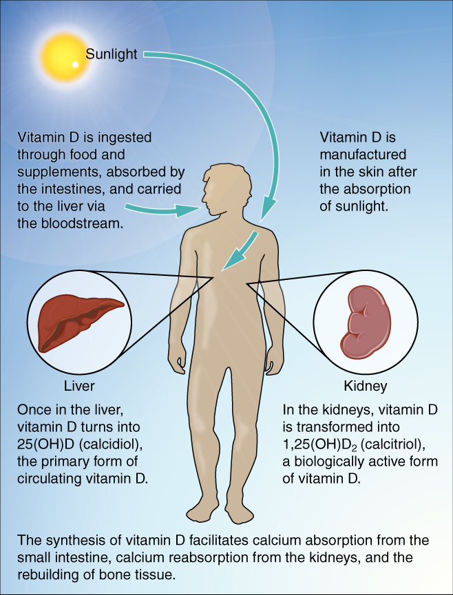 exercise-nutrition-hormones-and-bone-tissue-anatomy-and-physiology