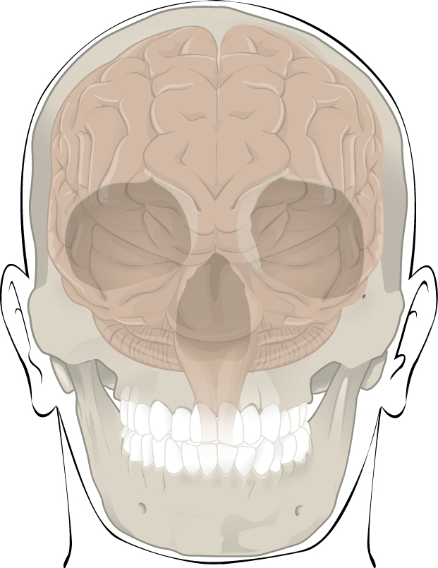 This illustration shows how the cranium protects and surrounds the brain. Only the outline of the cranium is visible, which is made transparent to show how the brain sits in the skull. There is a small amount of space between the brain and the cranium but the top and sides of the brain are completely protected by the cranial bones. The bottom of the brain extends below the cranial bones, with the base of the cerebellum seated just above the roof of the mouth. The medulla extends to the bottom of the skull where it meets with the spinal cord.