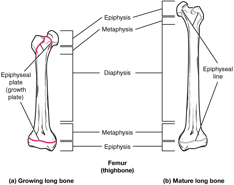 Bone Formation and Development · Anatomy and Physiology