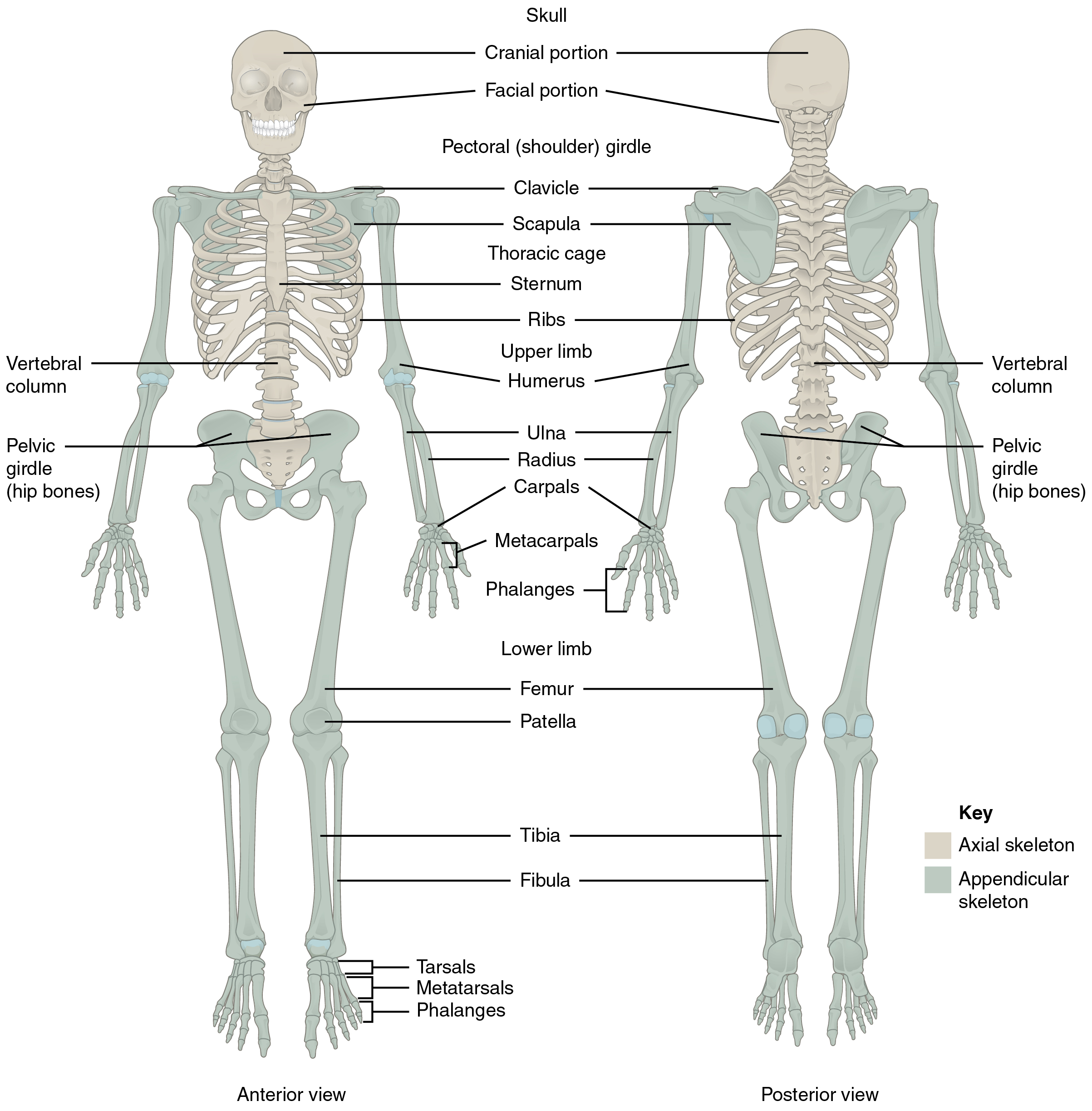 Divisions Of The Skeletal System · Anatomy And Physiology