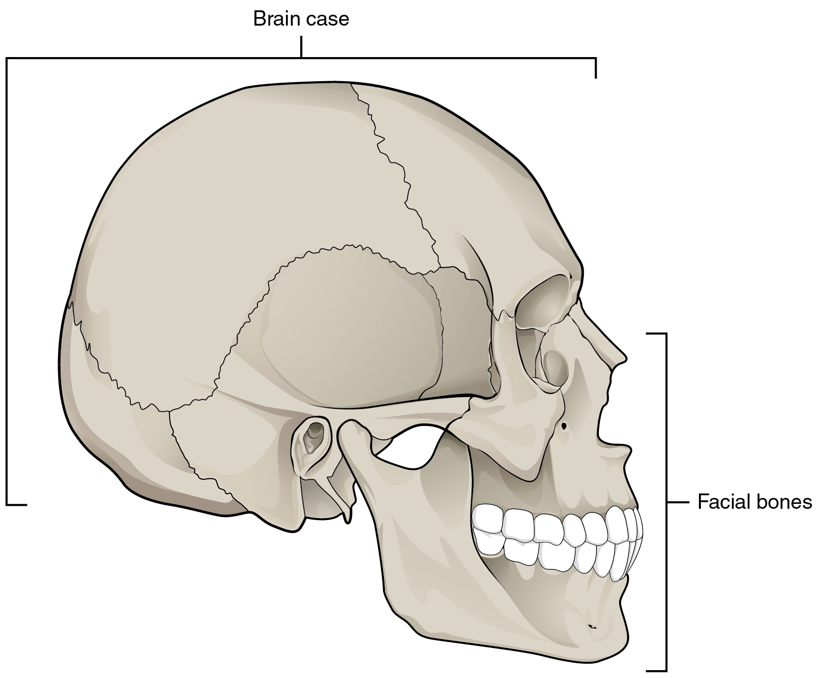 only movable bone in the facial skeleton