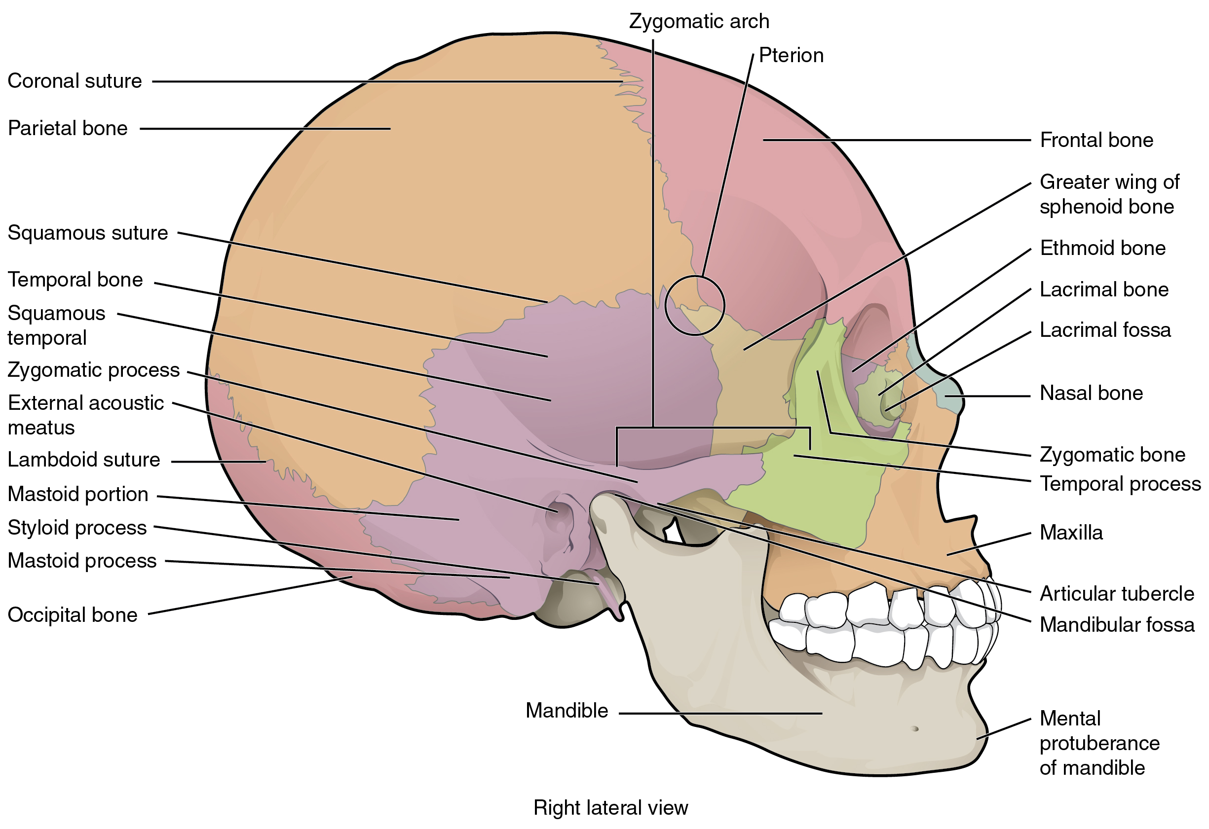 download skull structure