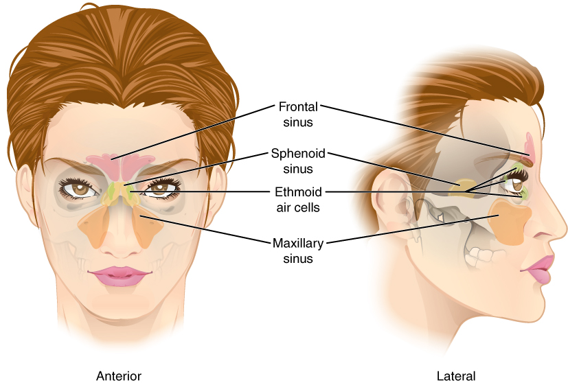 This figure shows a woman’s face and the location of the paranasal sinuses. The left panel shows the anterior view of the woman’s face with the sinuses labeled. The right panel shows the lateral view of the woman’s face with the same parts labeled.
