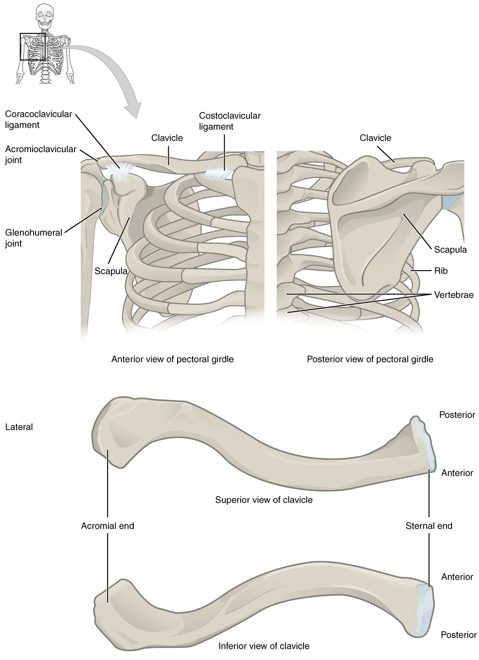 The Pectoral Girdle · Anatomy and Physiology