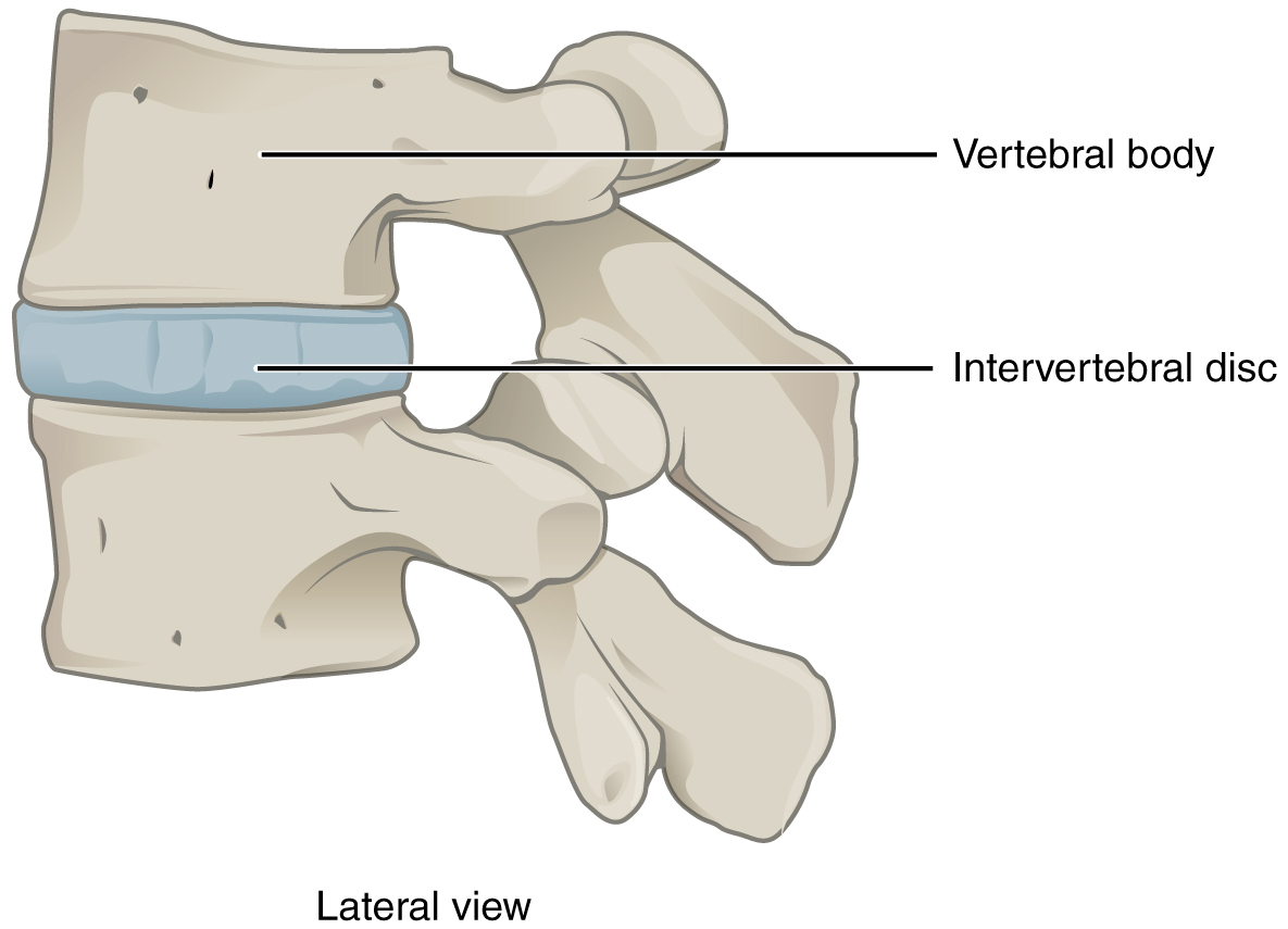 Vertebral Disc Air at Gregory Temples blog