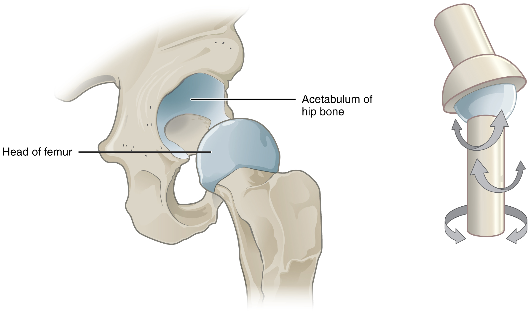 Classification Of Joints · Anatomy And Physiology