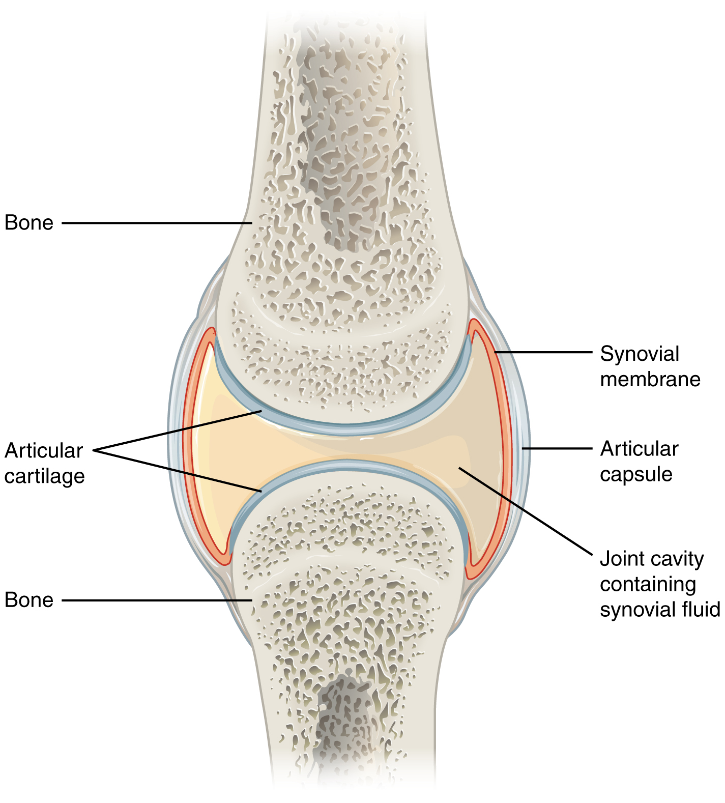 Synovial Joints · Anatomy and Physiology