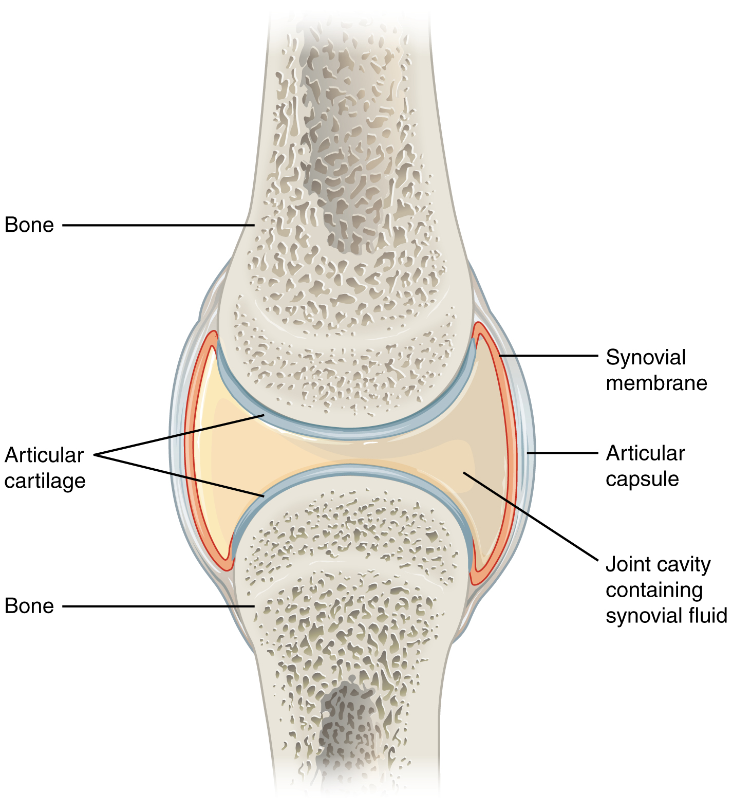 synovial-joints-anatomy-and-physiology