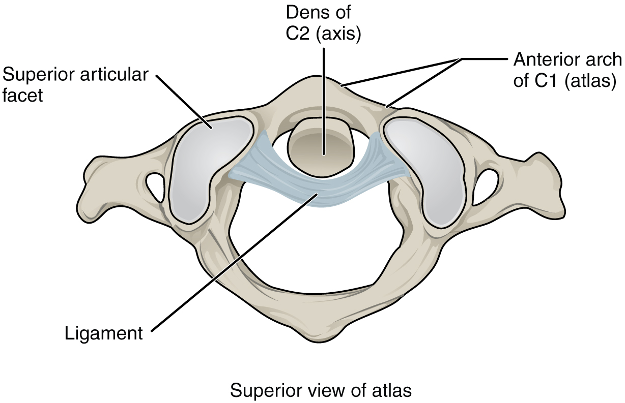 anterior vertebral arch