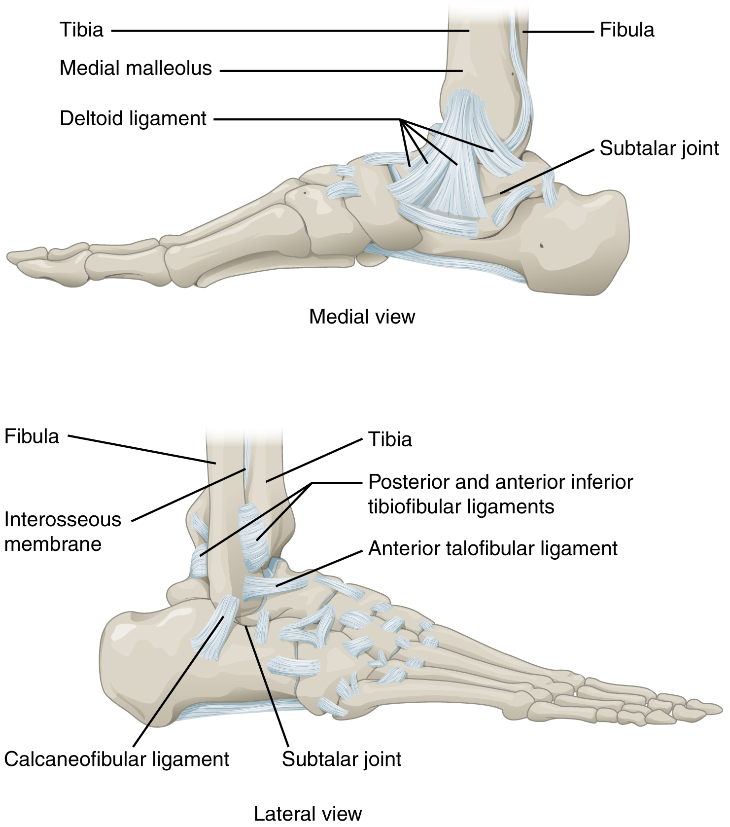 Anatomy Of Selected Synovial Joints · Anatomy And Physiology