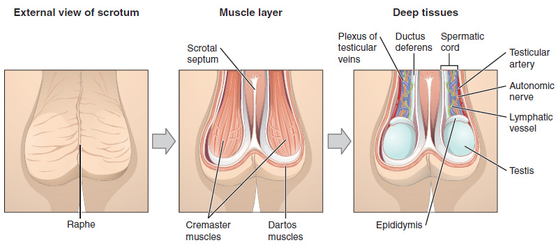 This figure shows the scrotum and testes. The left panel shows the external view of the scrotum, the middle panel shows the muscle layer and the right panel shows the deep tissues of the scrotum.
