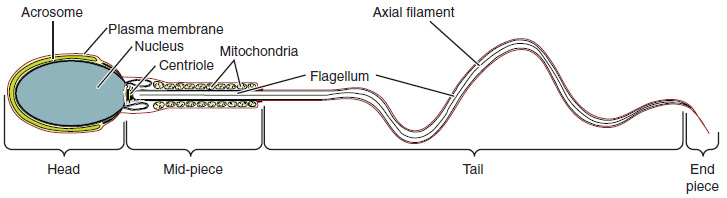 This diagram shows the structure of sperm; the major parts are labeled.