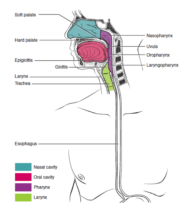 A color illustration of the pharynx.