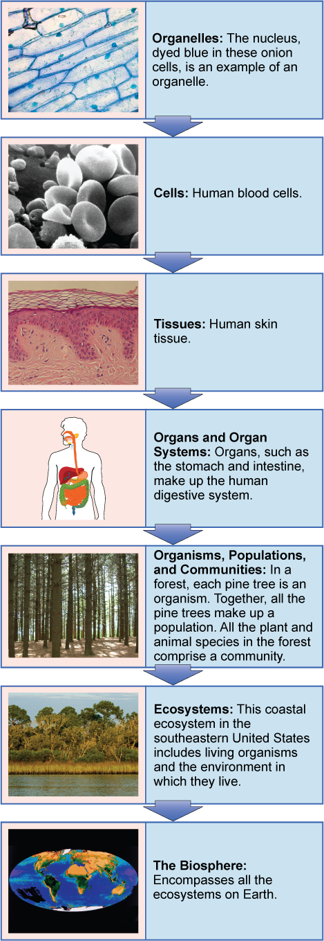 A flow chart shows the hierarchy of living organisms. From smallest to largest, this hierarchy includes: (1) Organelles, such as nuclei, that exist inside cells. (2) Cells, such as a red blood cell. (3) Tissues, such as human skin tissue. (4) Organs such as the stomach make up the human digestive system, an example of an organ system. (5) Organisms, populations, and communities. In a forest, each pine tree is an organism. Together, all the pine trees make up a population. All the plant and animal species in the forest comprise a community. (6) Ecosystems: the coastal ecosystem in the Southeastern United States includes living organisms and the environment in which they live. (7) The biosphere: encompasses all the ecosystems on Earth.