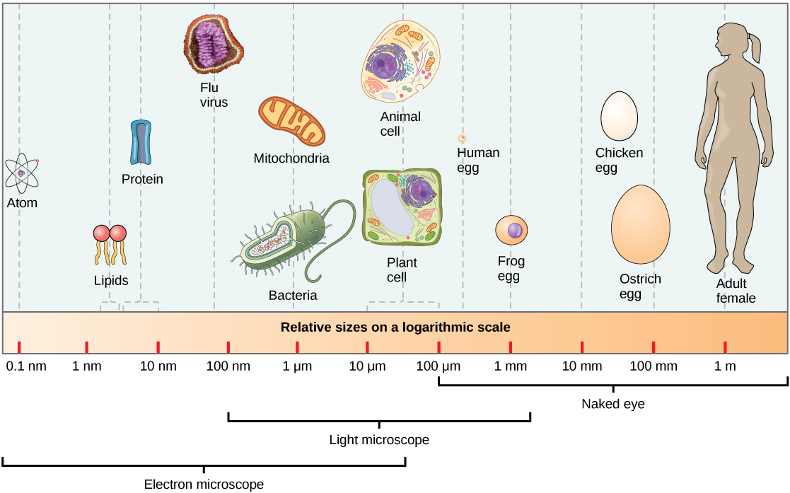 Prokaryotic Cells · Biology