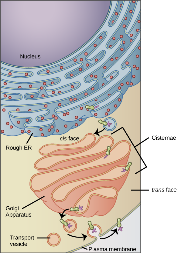 the-endomembrane-system-and-proteins-biology