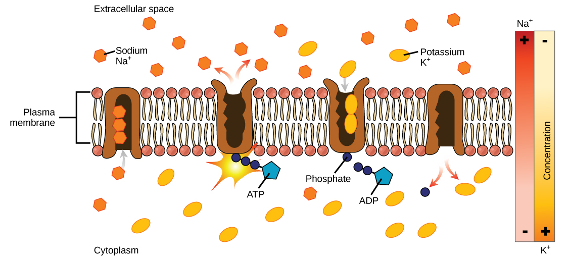 Does Secondary Active Transport Use Carrier Proteins