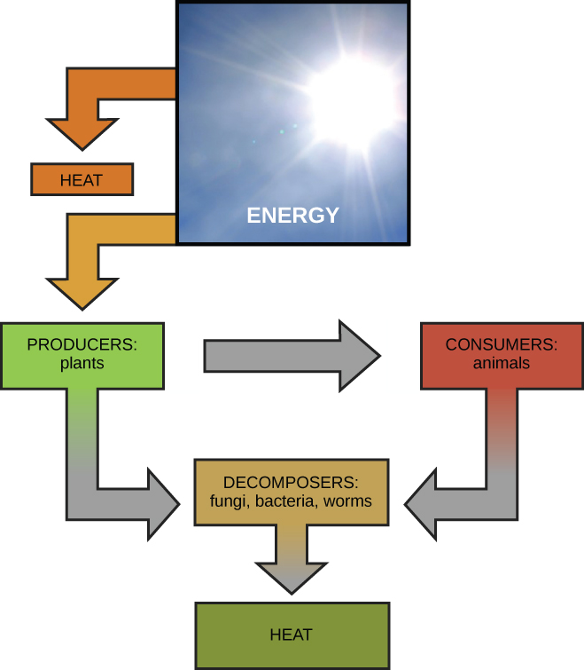 Energy and Metabolism · Biology