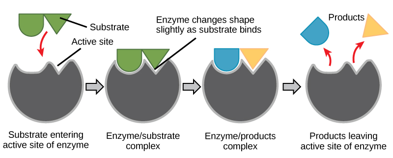 a researcher proposes a model to explain how enzyme substrate