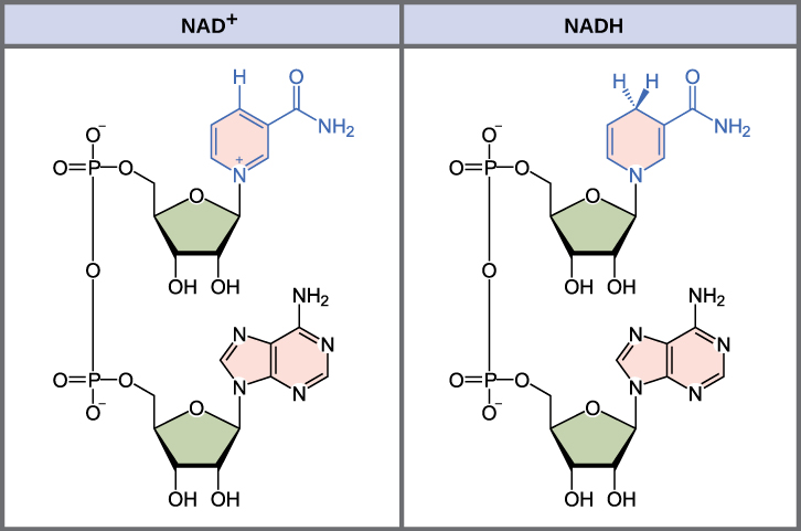 Energy In Living Systems Biology