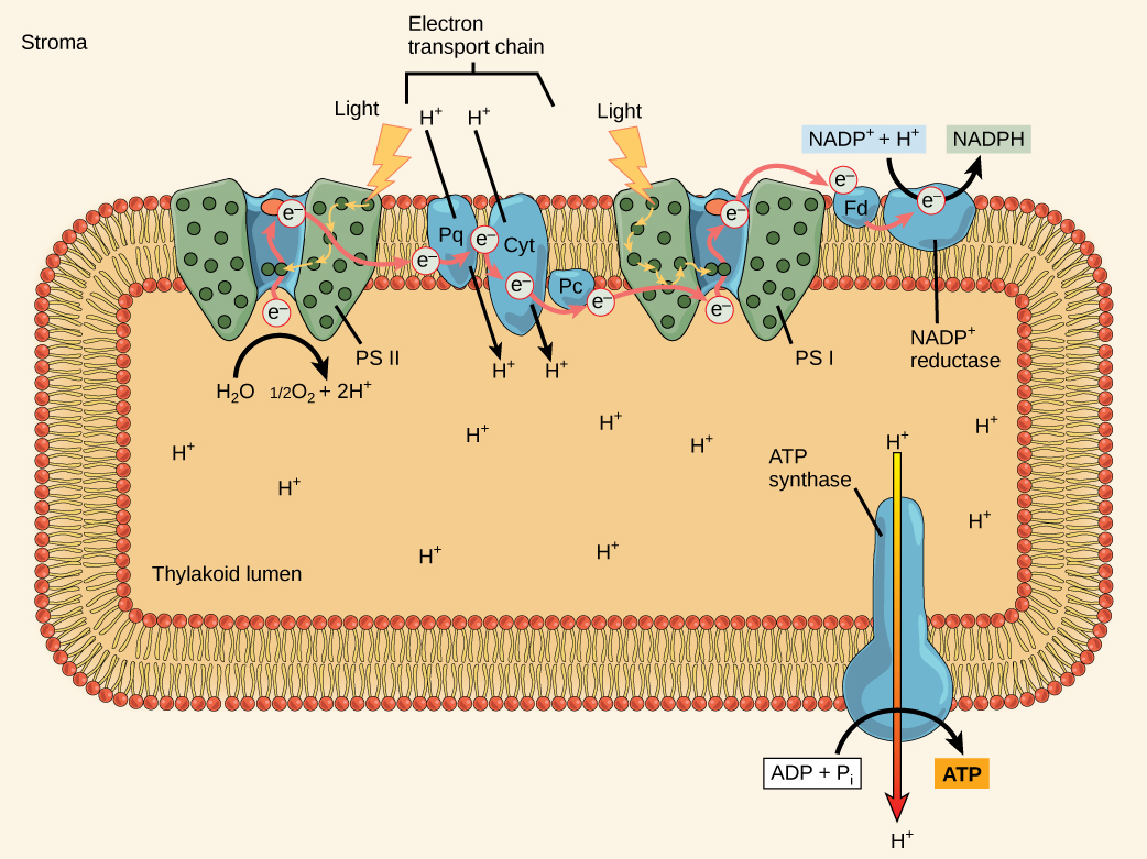 the-light-dependent-reactions-of-photosynthesis-biology