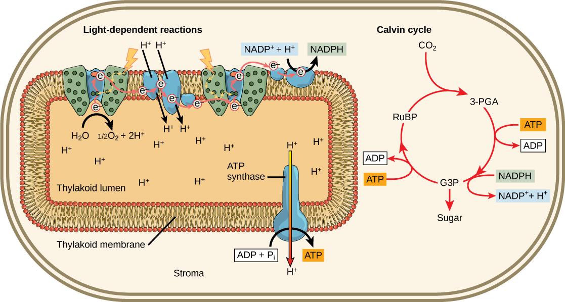 using-light-energy-to-make-organic-molecules-biology