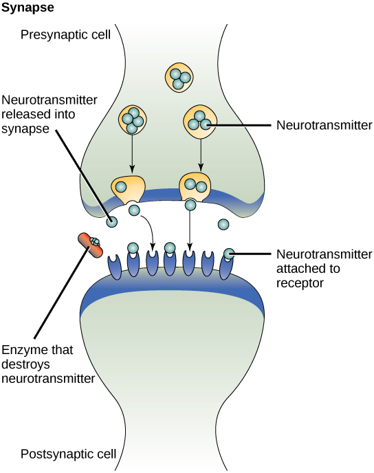 ppt-nervous-system-the-neuron-and-the-transmission-of-a-nerve