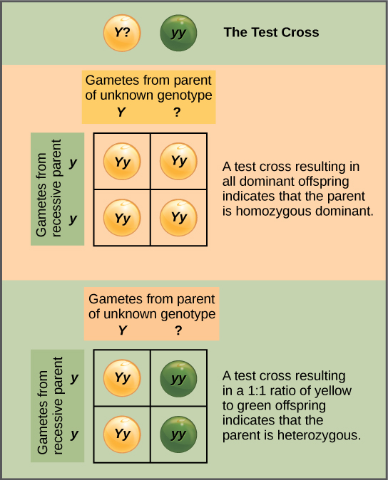 characteristics-and-traits-biology