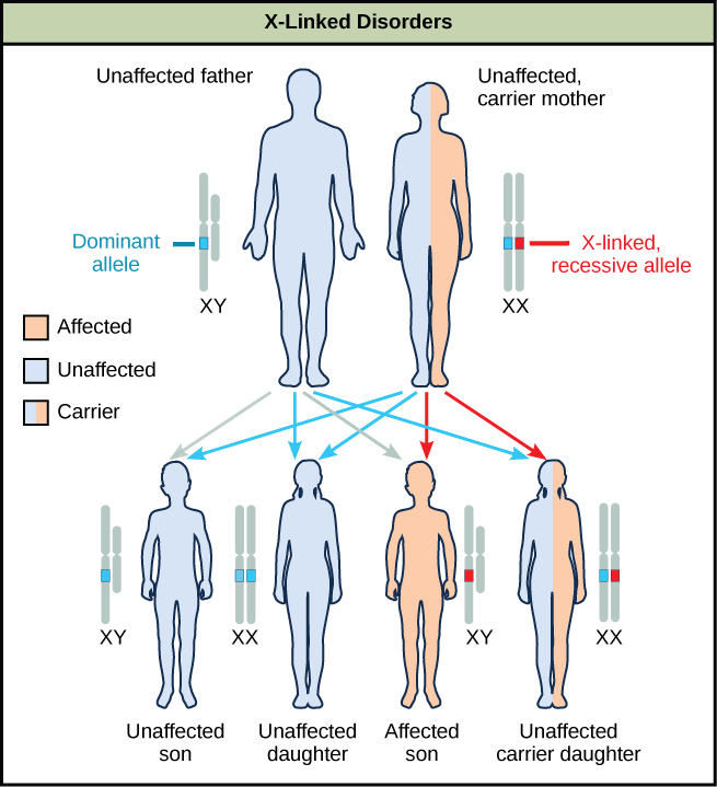 what gene affects scid