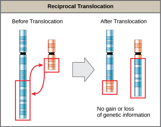 Chromosomal Basis Of Inherited Disorders · Biology