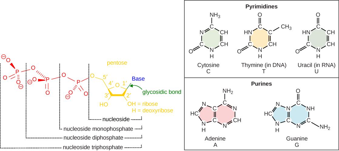 nitrogen base plus sugar phosphate backbone structure