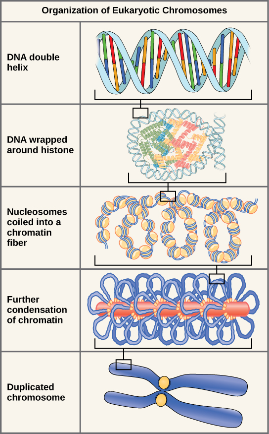 DNA Structure And Sequencing Biology