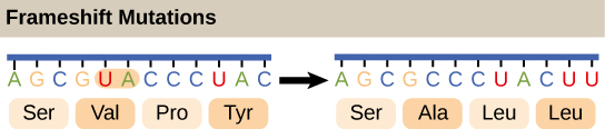 types-of-mutations-mt-hood-community-college-biology-102