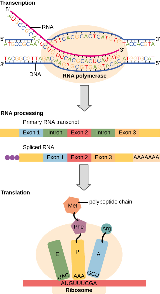 prokaryotic-transcription-biology