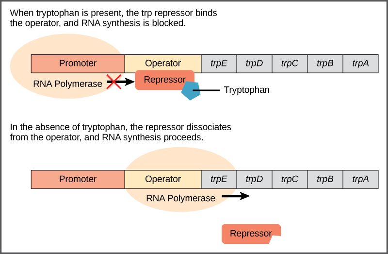 prokaryotic-gene-regulation-biology