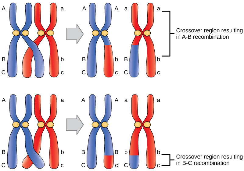 what chromosome occurs with scid