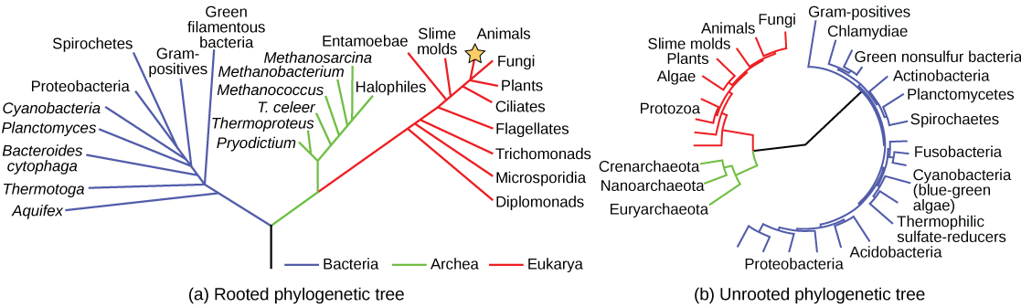 what does a branch represent in a phylogenetic tree