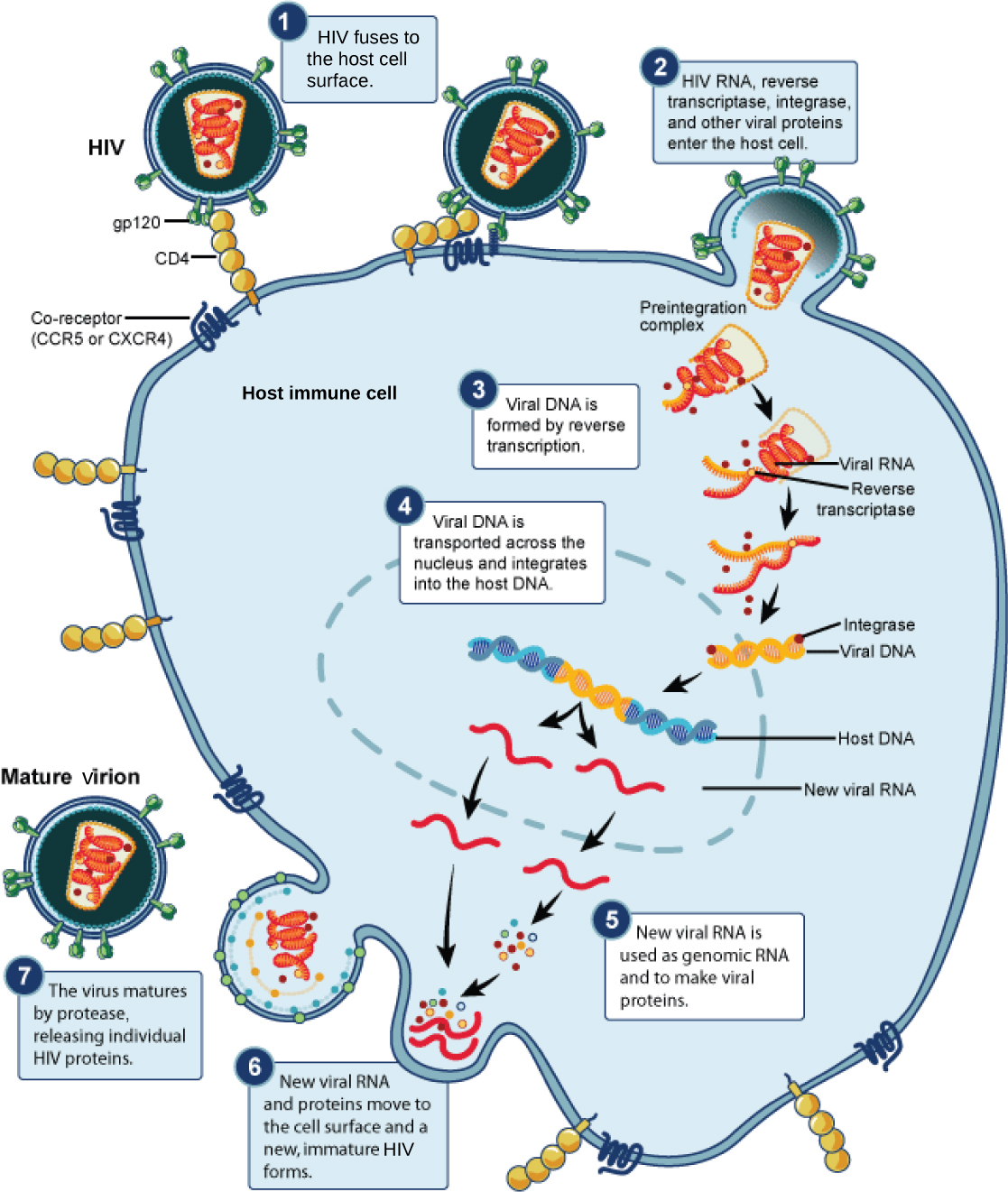 Prevention And Treatment Of Viral Infections · Biology 8814