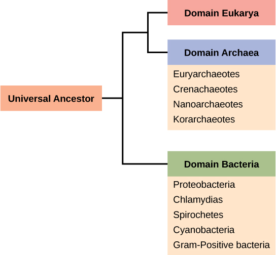 Structure of Prokaryotes · Biology